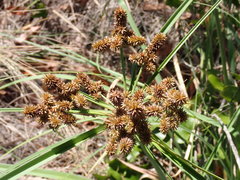 Cyperus ligularis image