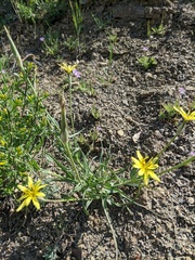 Pseudopodospermum molle