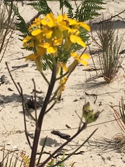 Erysimum teretifolium