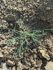 Dianthus armeria