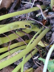 Urocystis eranthidis