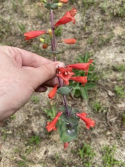 Penstemon murrayanus
