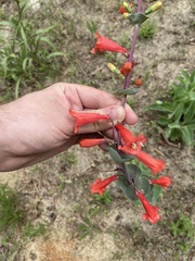 Penstemon murrayanus