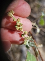 Ambrosia cordifolia