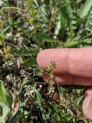 Veronica verna
