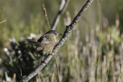 Cryptillas victorini