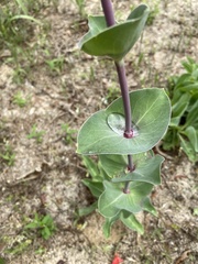 Penstemon murrayanus