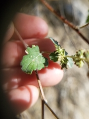 Ambrosia cordifolia