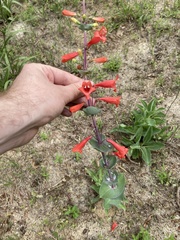 Penstemon murrayanus