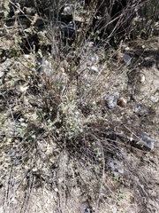 Ambrosia cordifolia