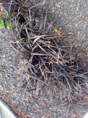 Ophiopogon planiscapus