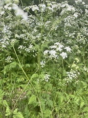 Anthriscus sylvestris