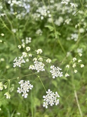 Anthriscus sylvestris