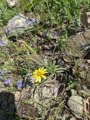 Pseudopodospermum molle