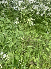 Anthriscus sylvestris
