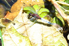 Erythrodiplax melanorubra