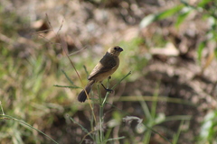 Sporophila torqueola