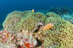 Amphiprion nigripes