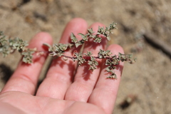 Atriplex pacifica