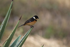 Sporophila torqueola