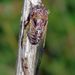 Olympic Scrub Cicada - Photo (c) Eridan Xharahi, some rights reserved (CC BY)