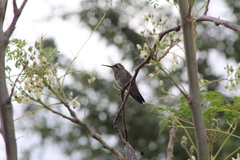 Phaeoptila sordida