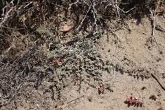 Atriplex pacifica