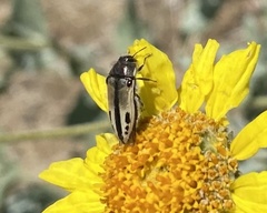 Acmaeodera latiflava