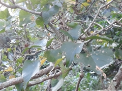 Erythrina lysistemon