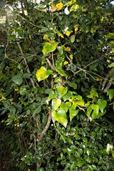 Dioscorea cotinifolia