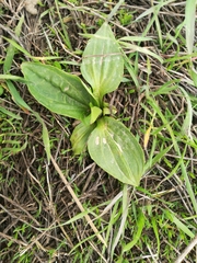 Plantago