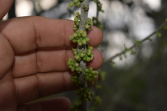 Sideroxylon celastrinum