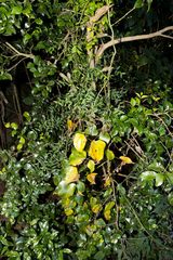 Dioscorea cotinifolia