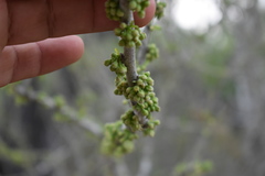 Sideroxylon celastrinum
