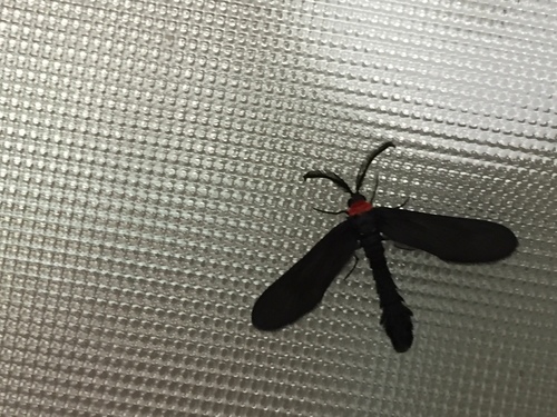 Harrisina americana
