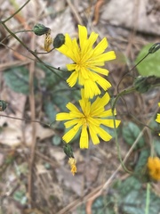 Hieracium venosum