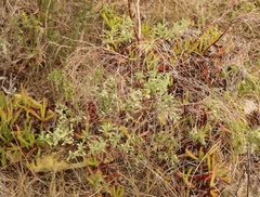 Gnidia nodiflora