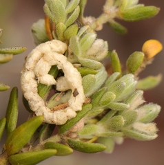 Gnidia nodiflora