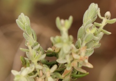 Gnidia nodiflora