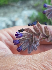 Anchusa hybrida
