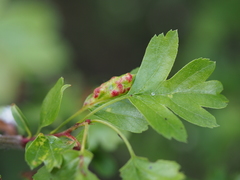 Dysaphis crataegi