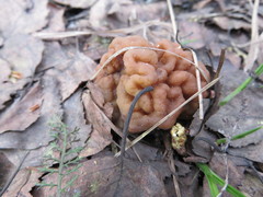 Gyromitra gigas