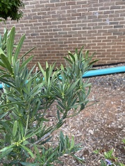 Podocarpus