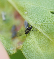Dysaphis crataegi