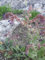 Anchusa hybrida