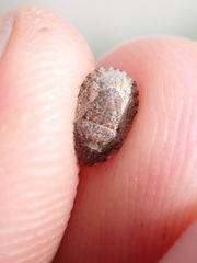 Sciocoris microphthalmus