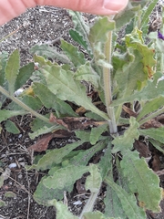 Anchusa hybrida