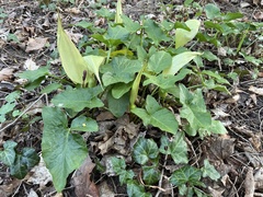 Arum maculatum