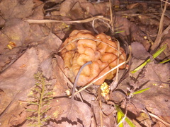 Gyromitra gigas