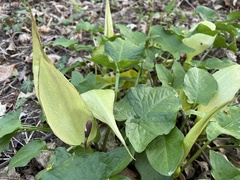 Arum maculatum